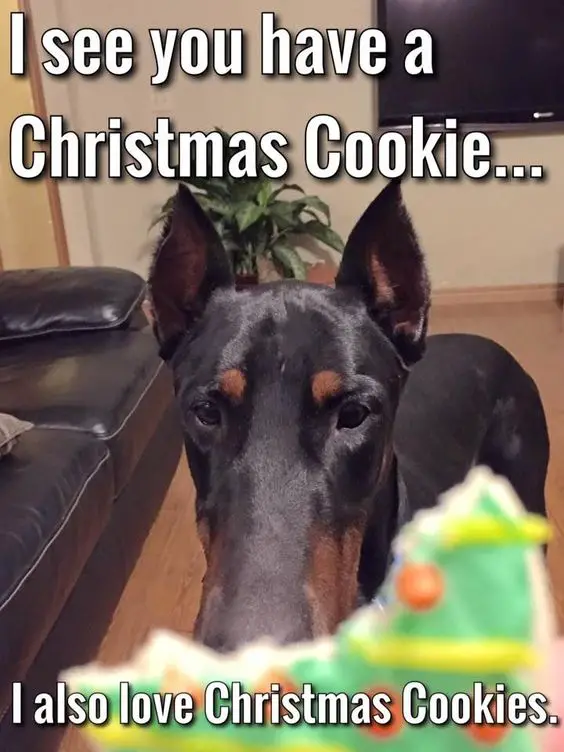 A Doberman standing on the floor behind the christmas cookie with a bite photo and with text - Christmas cookie.. I also love christmas cookies...