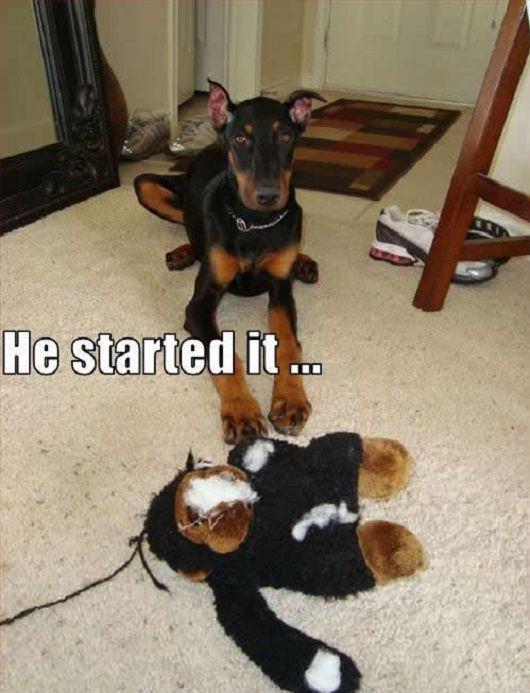 photo of a Doberman lying on the floor behind the torn monkey stuffed toy and with text - He started it...