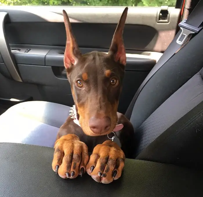 A Doberman puppy lying in the passenger seat while its paws are on top of the middle console