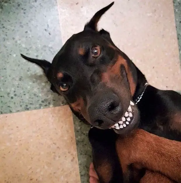 A Doberman lying on the floor while smiling