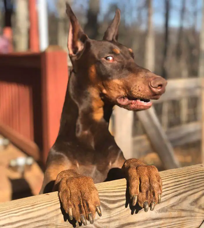 A Doberman standing behind the wooden face while looking sideways