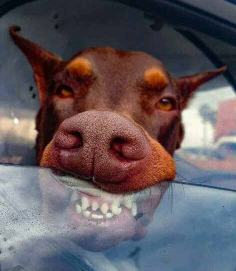 A Doberman leaning its mouth towards the car window and showing its teeth