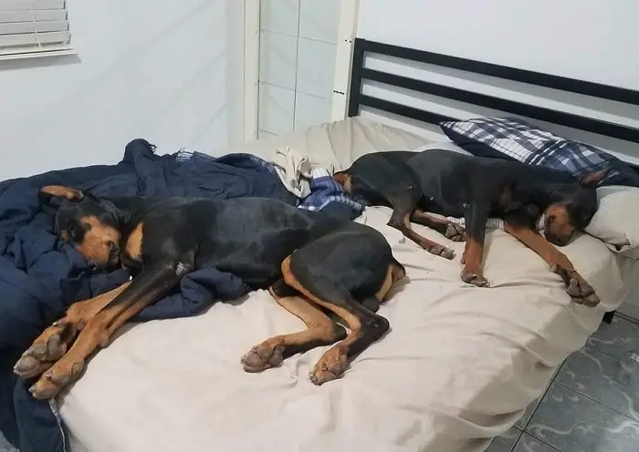 two Doberman sleeping soundly on the bed