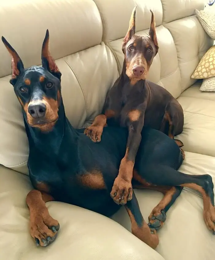 two Dobermans sitting on the couch