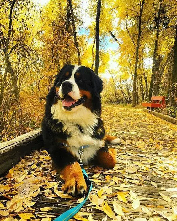 115 Fall-Inspired Dog Names - The Paws