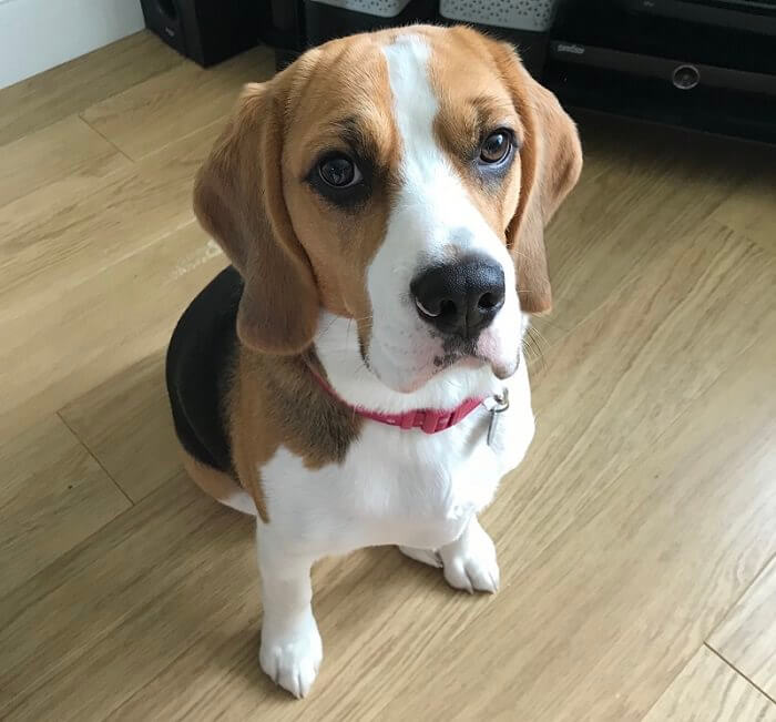 Beagle dog sitting on the floor