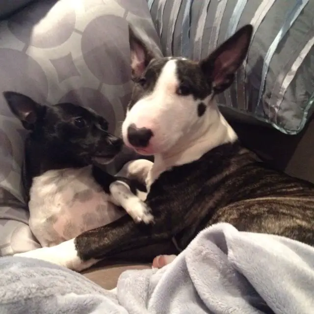 English Bull Terrier on the bed hugging another dog