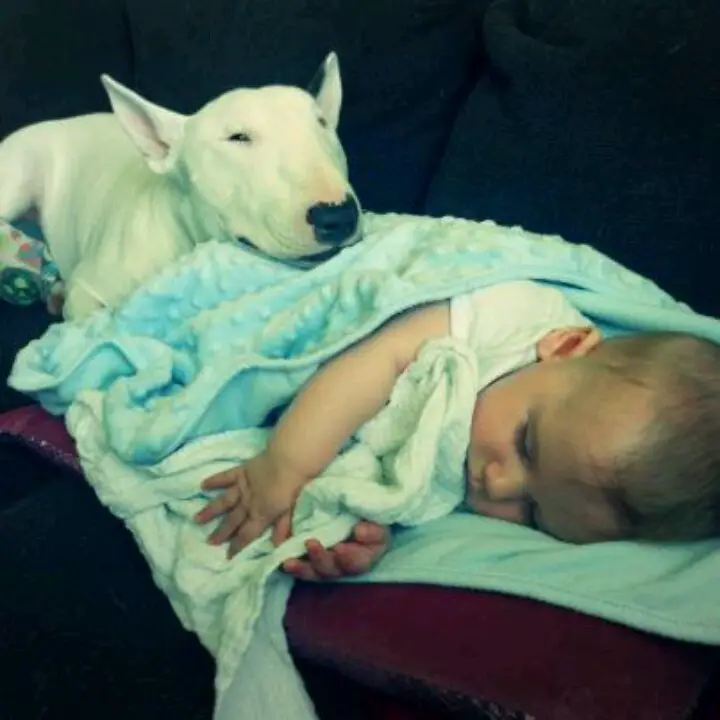 English Bull Terrier sleeping with its head on top of a kids butt on the couch