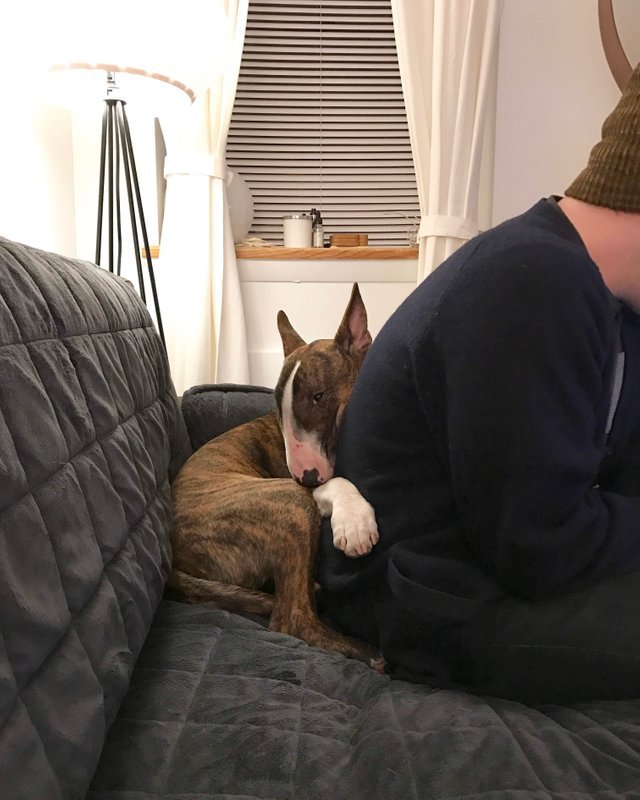 English Bull Terrier sleeping on the couch at the back of a man