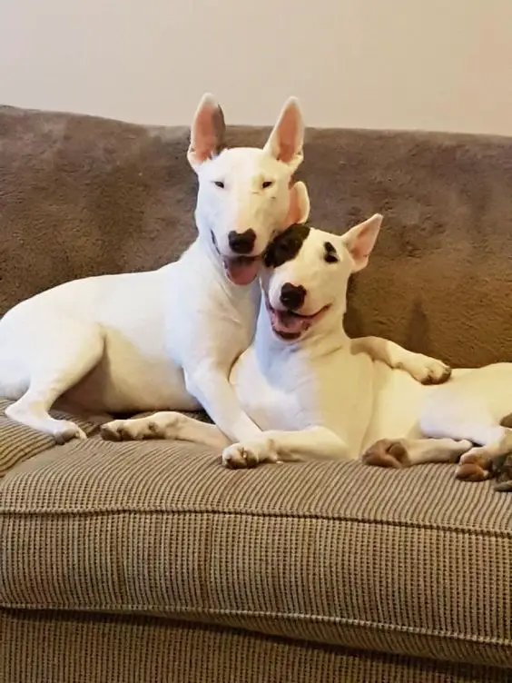 two English Bull Terrier beside each other on the couch
