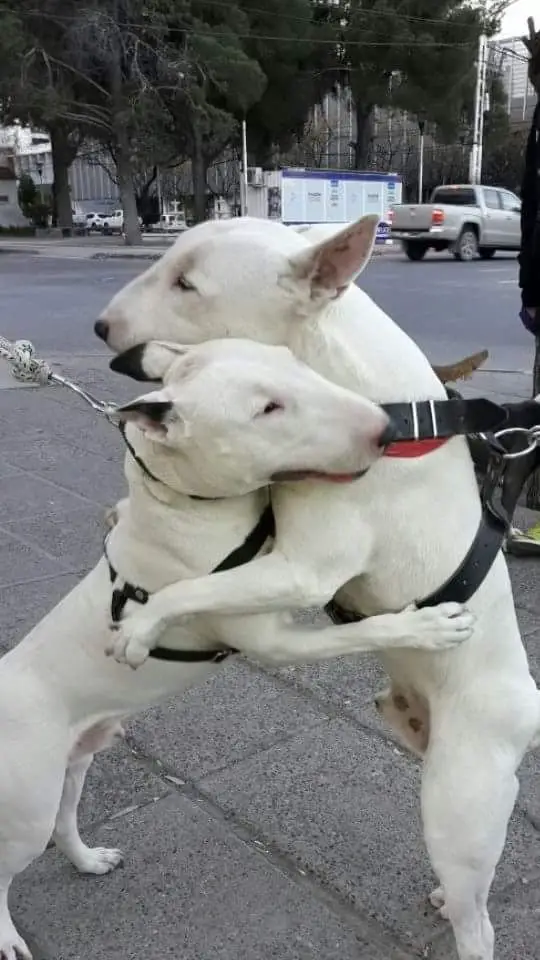 two white English Bull Terriers hugging each other