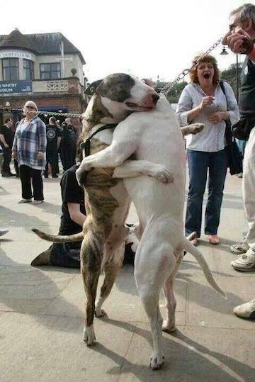 two English Bull Terrier hugging each other