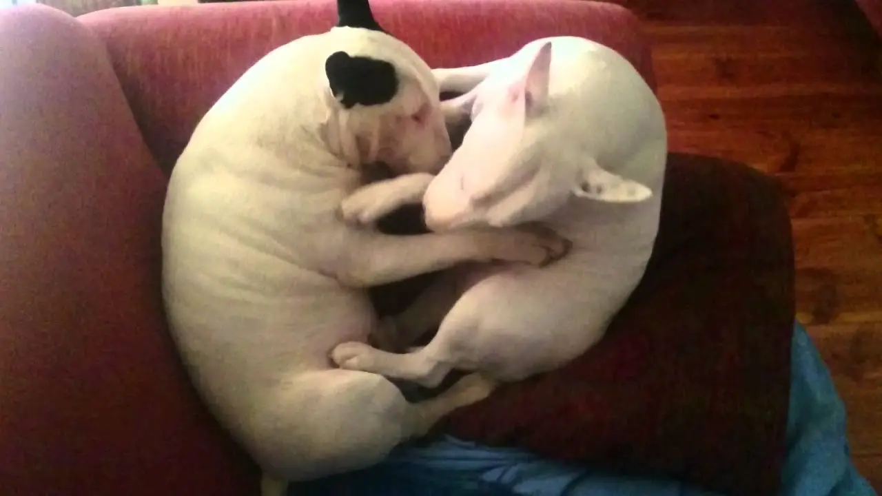 two English Bull Terrier on the couch sleeping beside each other