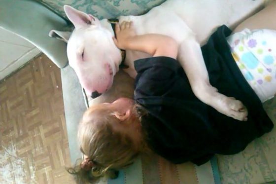 white English Bull Terrier hugging a girl while sleeping on the couch