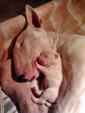 English Bull Terrier puppy sleeping beside its mother