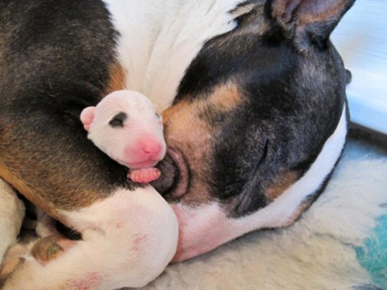 English Bull Terrier sleeping on the floor while hugging its puppy