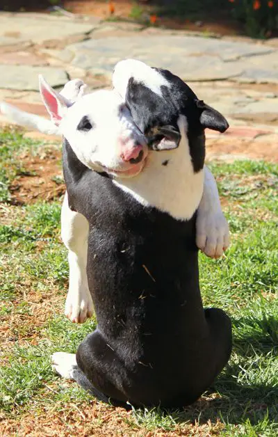 two English Bull Terriers hugging each other