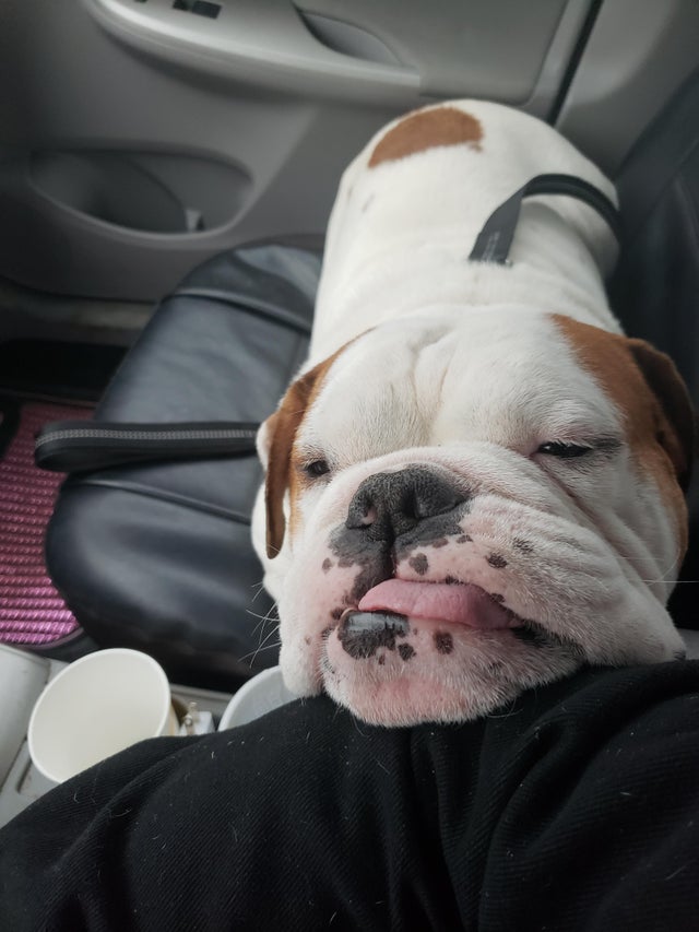 A English Bulldog lying on the passenger seat with its face leaning on the arms of the person