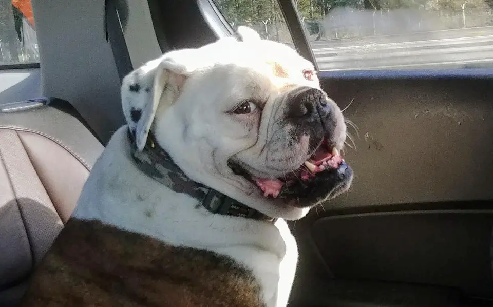 A English Bulldog sitting in the backseat while smiling