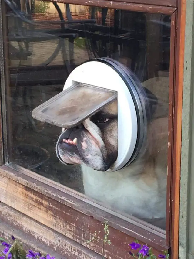 An English Bulldog standing behind the glass window with its face on the cat passage
