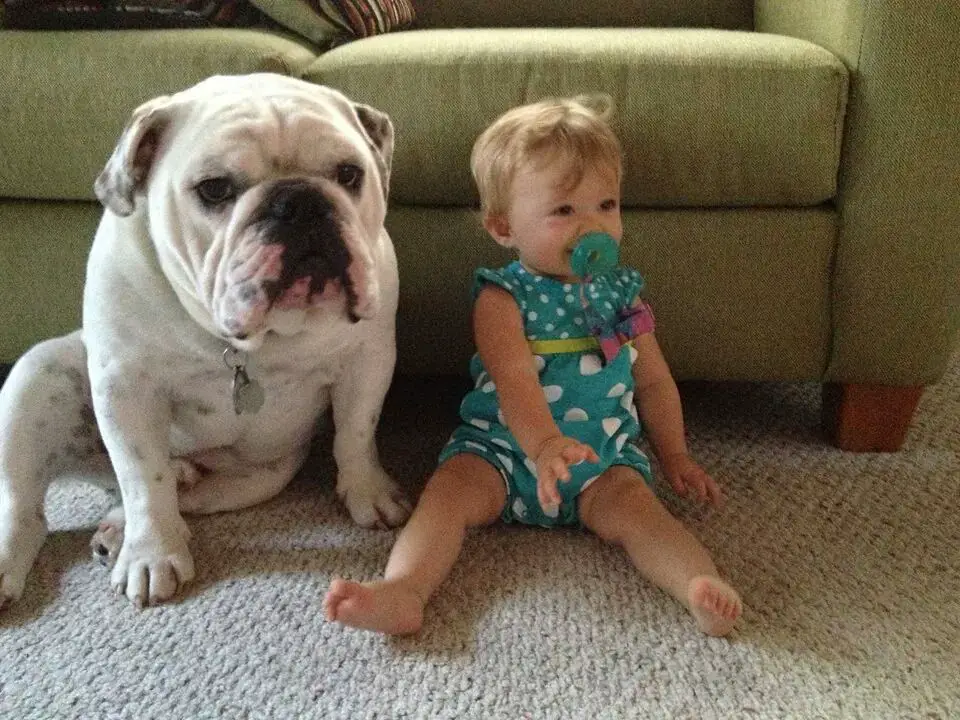 An English Bulldog sitting on the floor next to a baby