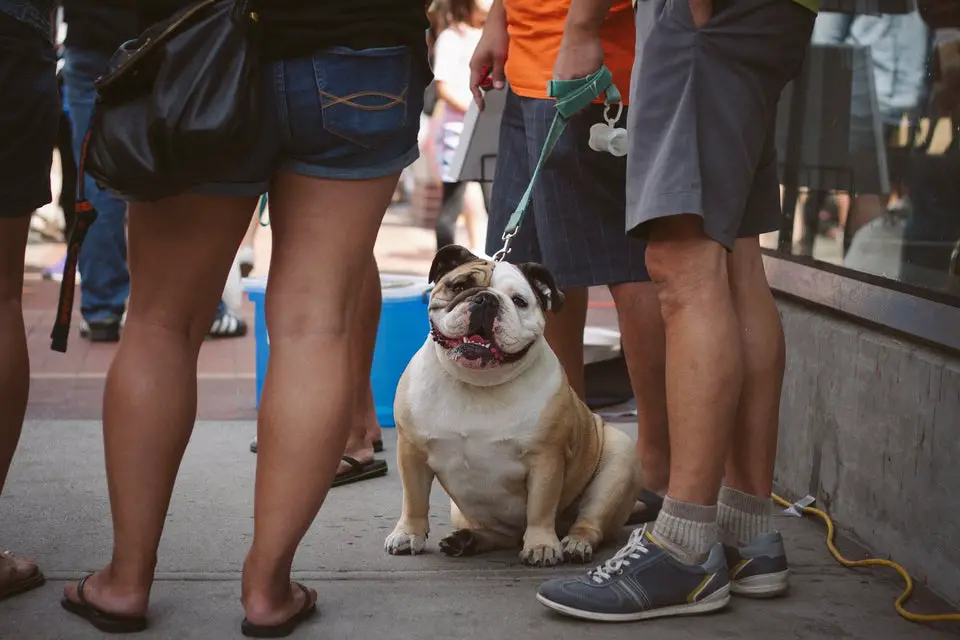 An English Bulldog sitting on the pavement while surrounded by people
