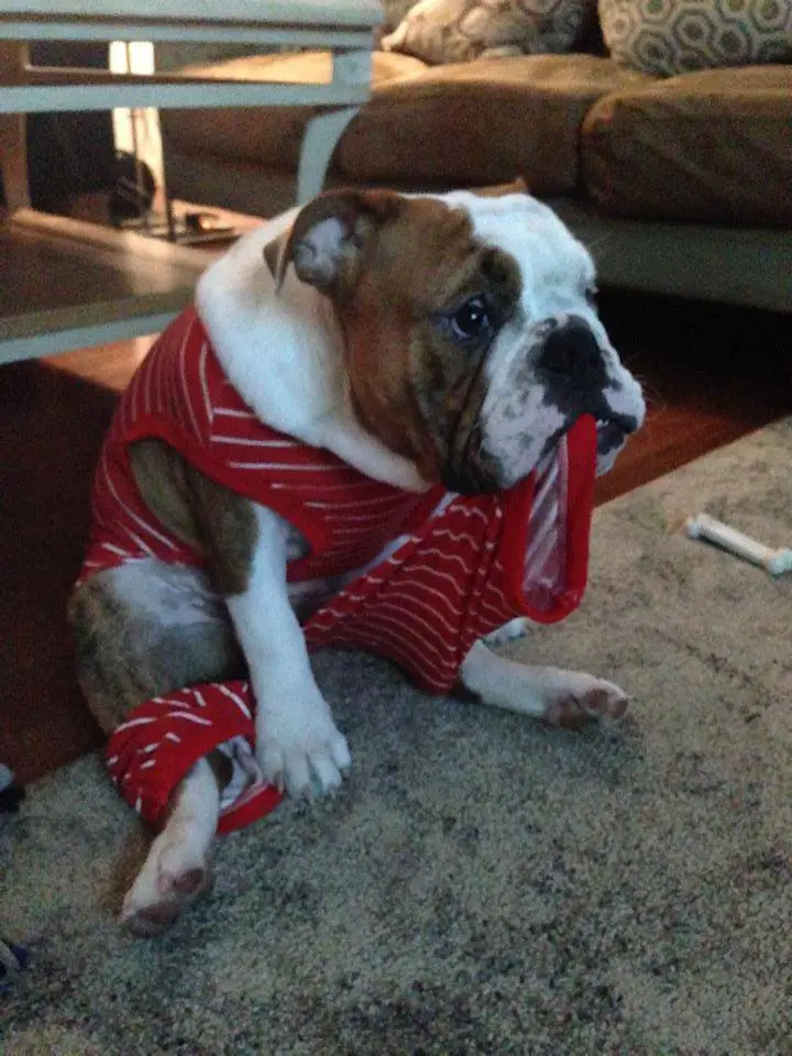 A English Bulldog tearing the pjs it is wearing while sitting on the floor