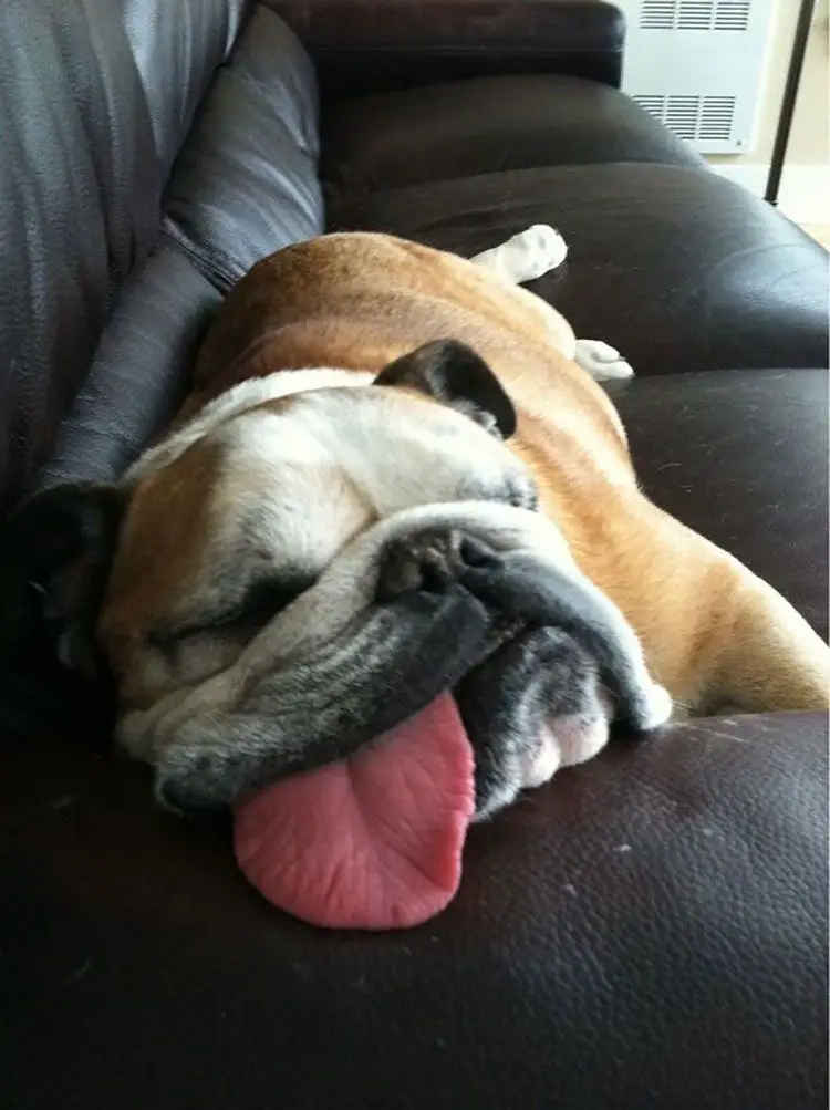 A English Bulldog sleeping on the couch with its tongue out