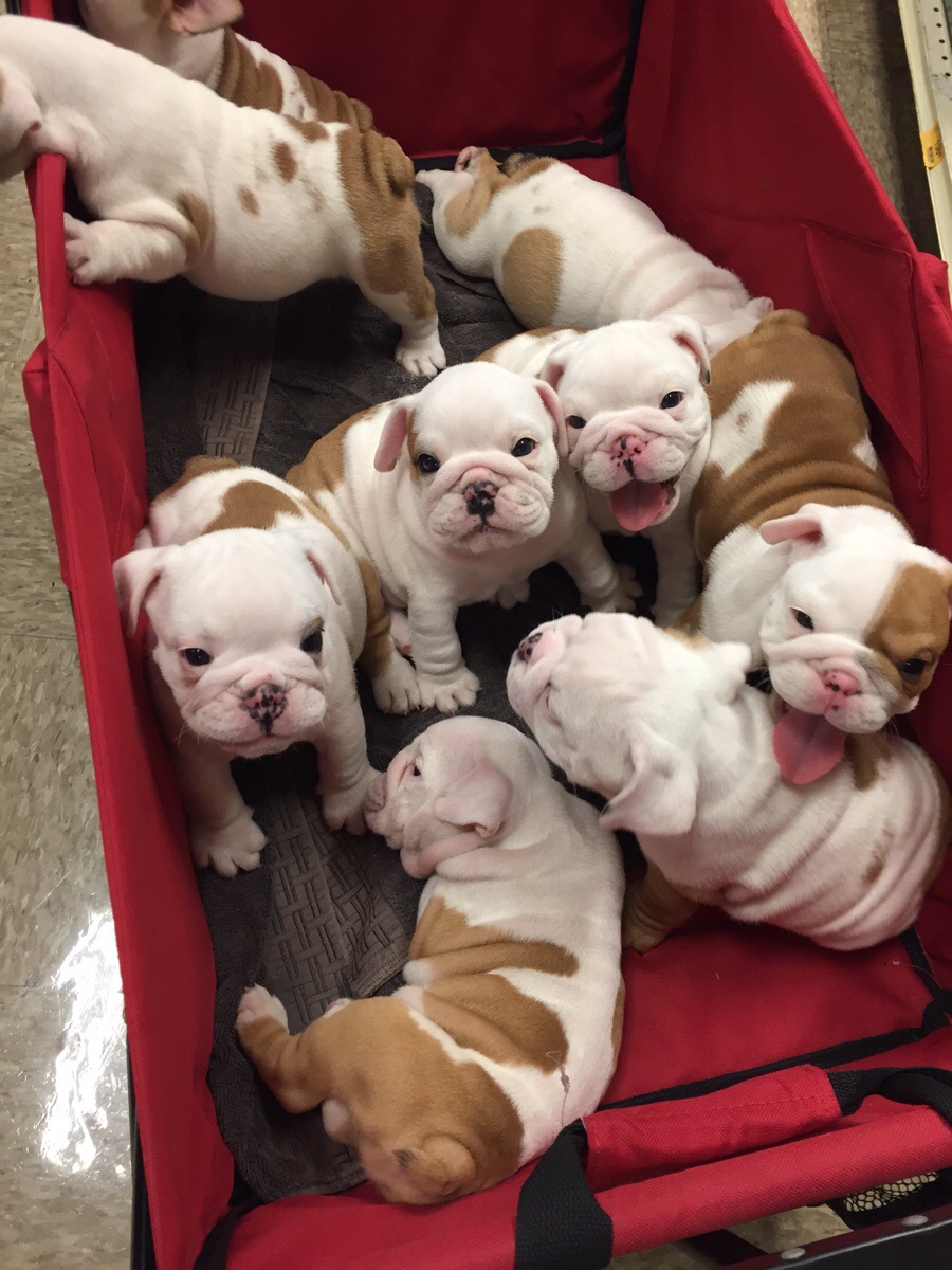 English Bulldog puppies inside a basket