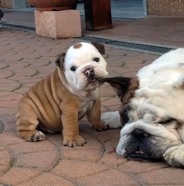 A English Bulldog puppy sitting on the pavement while biting the ear of an adult English Bulldog sleeping on the pavement