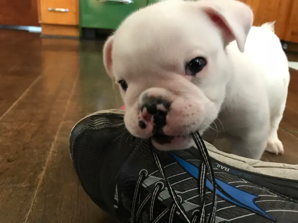 A English Bulldog puppy biting the lace of the shoe on the floor
