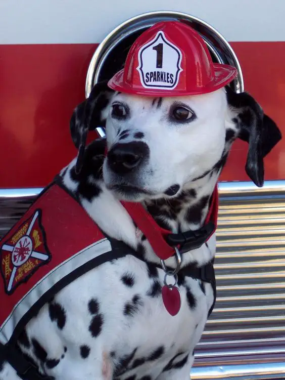 55 Firefighter Dog Names - The Paws