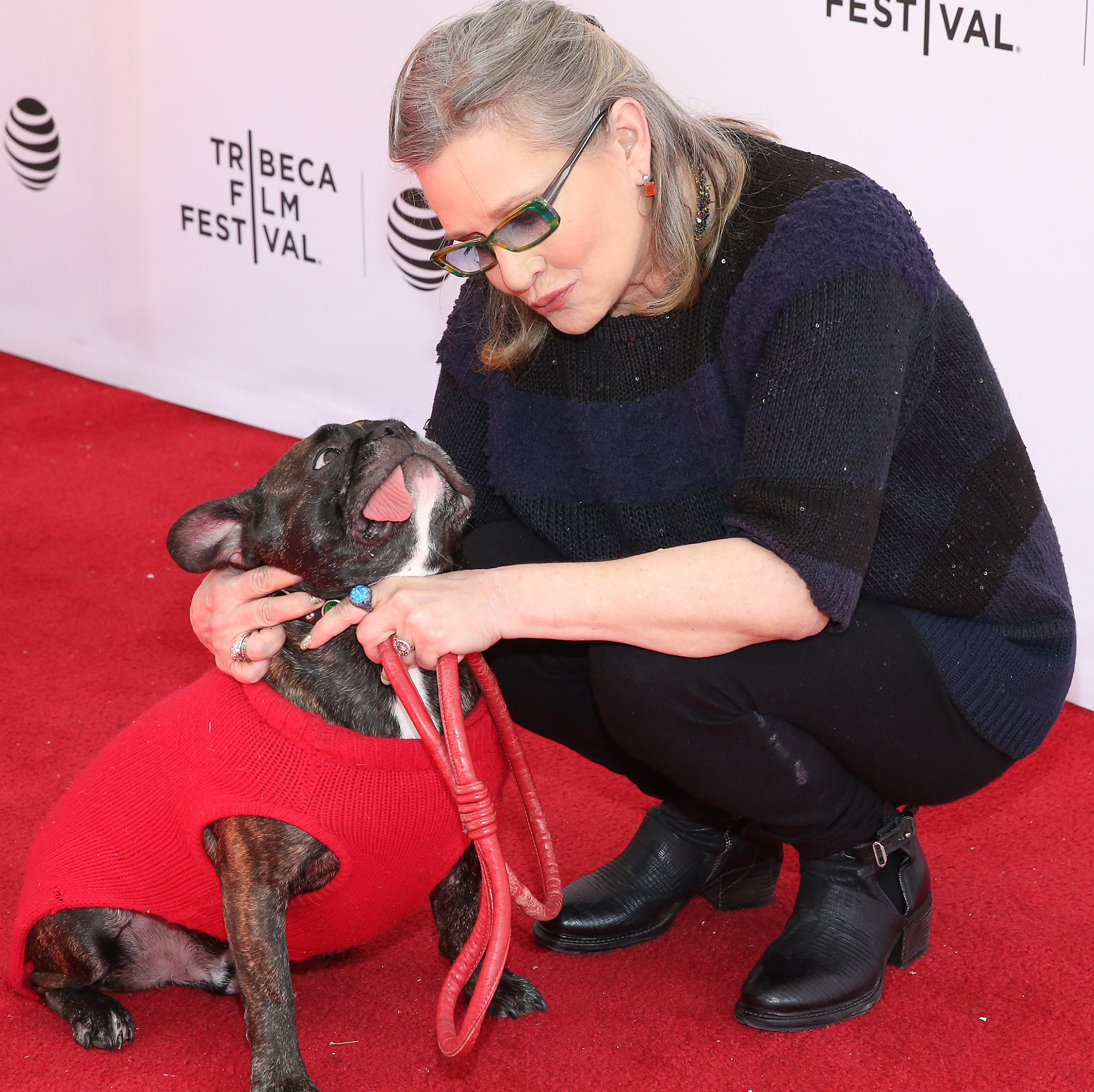 Carrie Fisher fixing the collar of her French Bulldog sitting in front of her