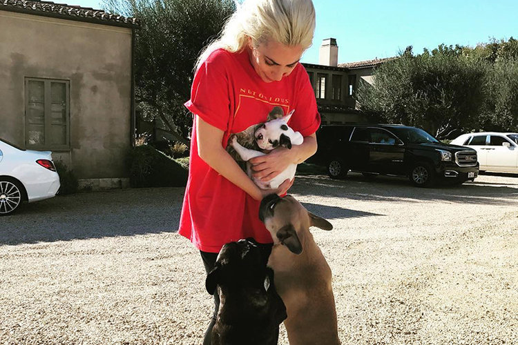 Lady Gaga holding puppies while her French Bulldogs are sniffer it