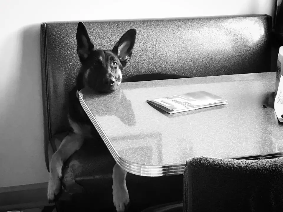 black and white photo of a German Shepherd dog lying on the chair in the restaurant
