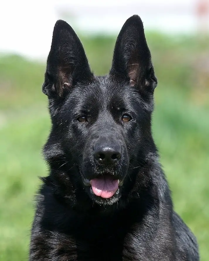 black German Shepherd dog