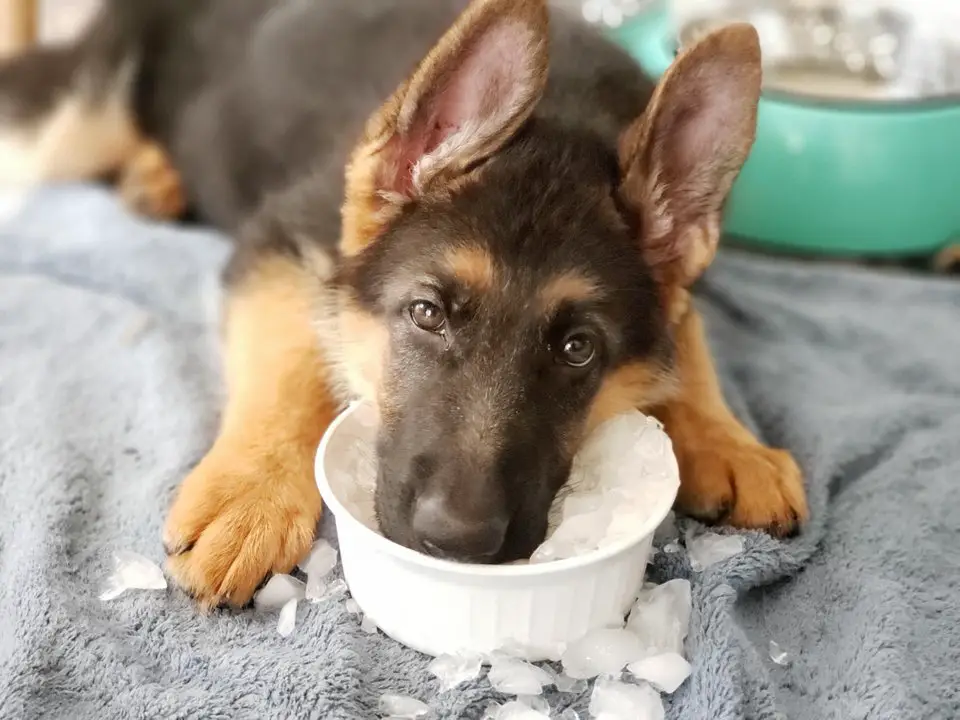 German Shepherd dog puppy lying on top of the towel while eating ice in a bowl