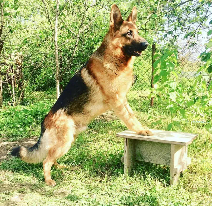 German Shepherd dog in the garden standing up with its hands on top of a small chair