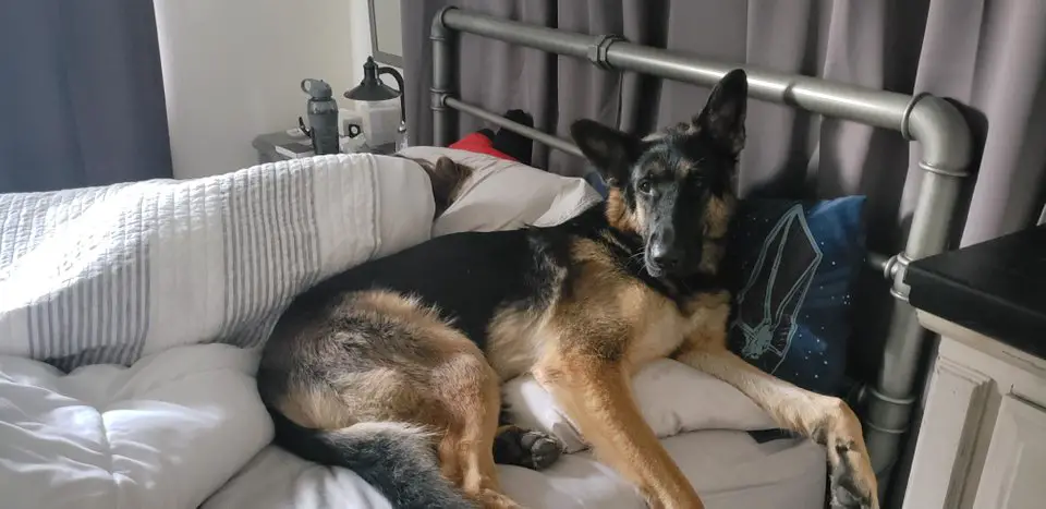 German Shepherd dog lying on top of the bed
