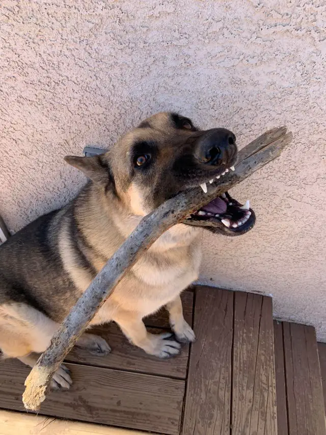 German Shepherd dog sitting on the wooden stairs beside the well with the branch of a tree in its mouth