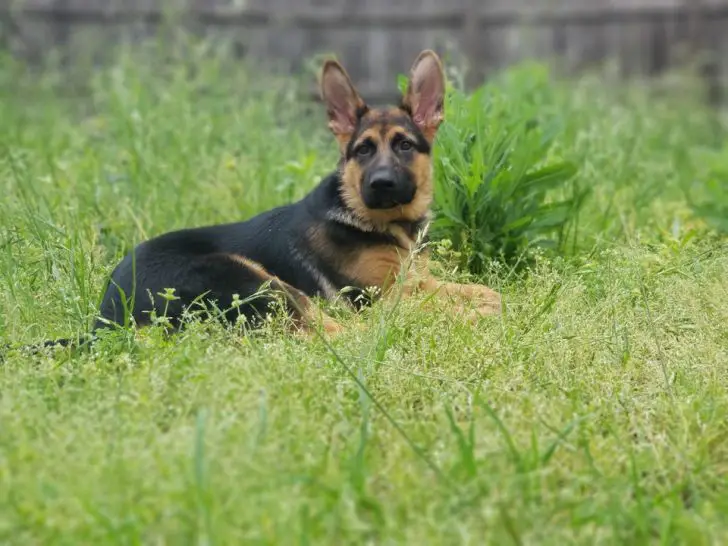 German Shepherd dog lying on the grass