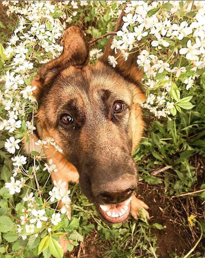 German Shepherd dog sitting in the grass with white small flowers