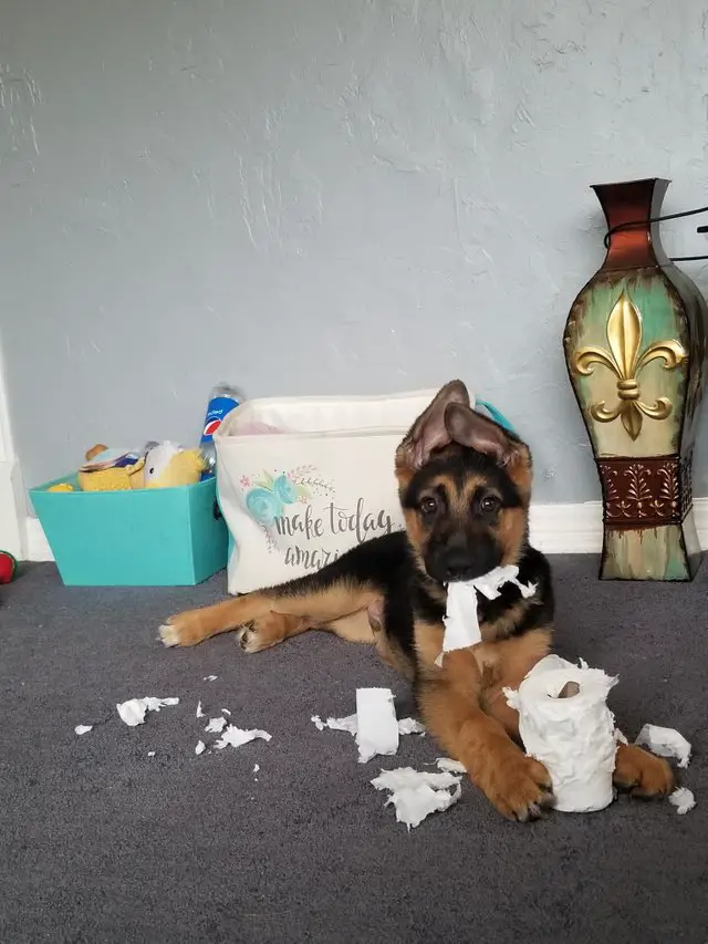 German Shepherd puppy lying on the floor caught chewing a tissue paper