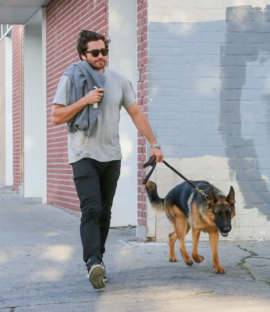 Jake Gyllenhaal walking in the street with his German Shepherd dog on a leash