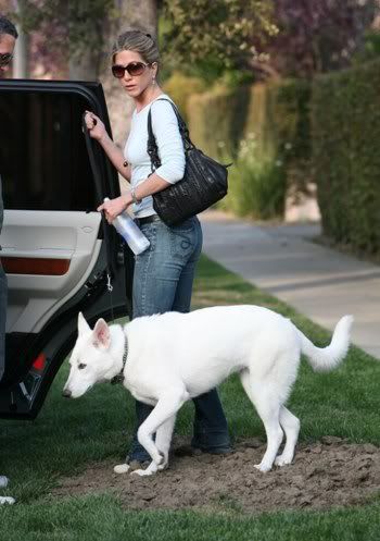 Jennifer Aniston getting inside the car with her German Shepherd