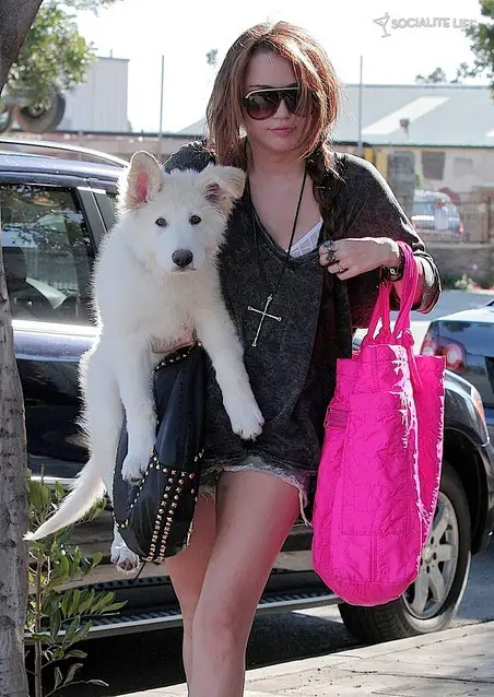 Miley Cyrus walking in the street while carrying her German Shepherd puppy