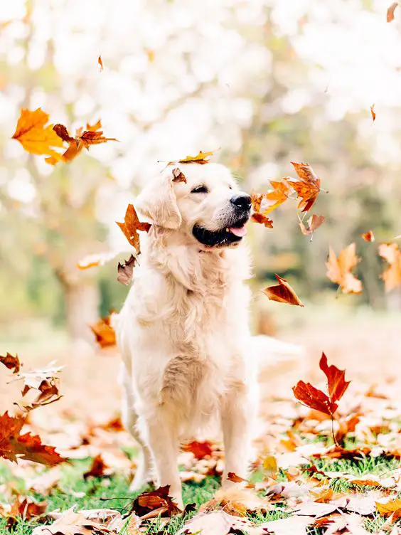 115 Fall-Inspired Dog Names - The Paws