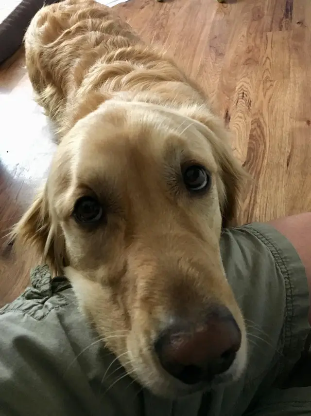 A Golden Retriever standing on the floor with its sad face on the lap of a person