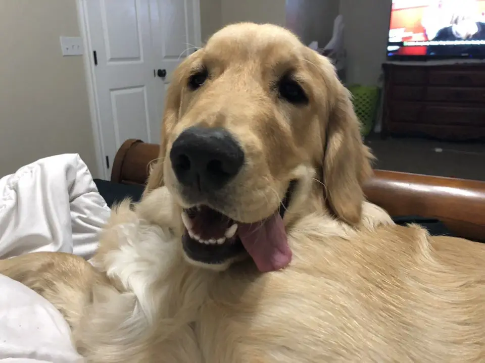 A Golden Retriever lying on the bed with its tongue hanging from the side of its mouth
