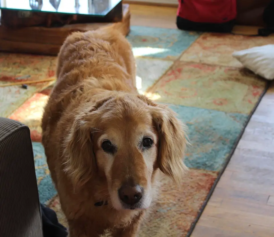A Golden Retriever standing on the carpet while staring